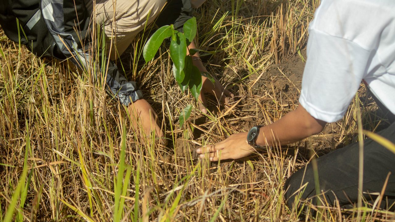 Planting a tree